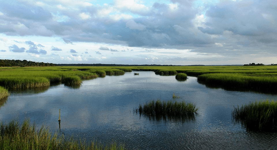 Salt marsh habitat in Cumberland Island